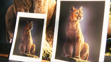 Artist paints puma to fund new enclosure at zoo