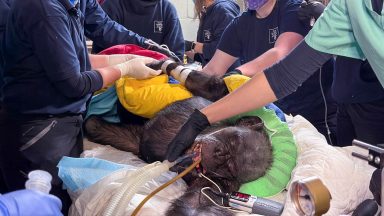 Edinburgh Zoo chimp given clean bill of health following vet check up