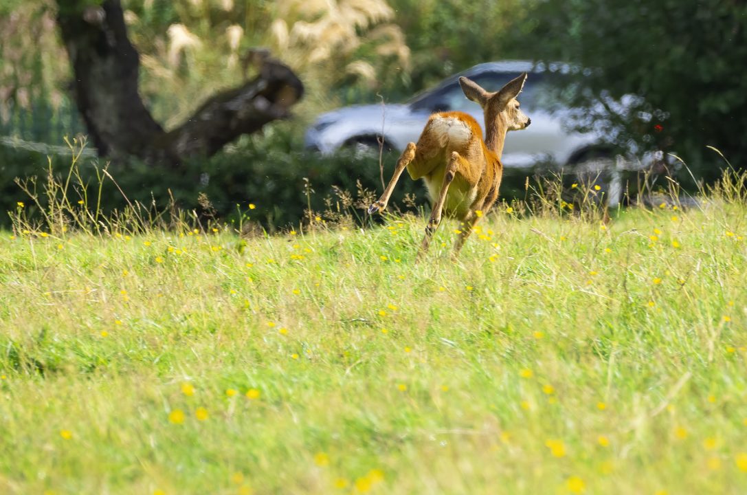 Drivers warned of increased risk of roe deer collisions on Scotland’s roads