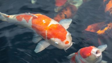 Probe launched after ‘high-value’ koi carp stolen from Lybster pond twice in one week