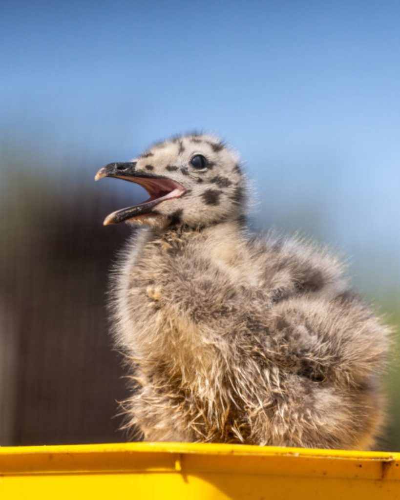 Baby gulls are being brough to rescue centres