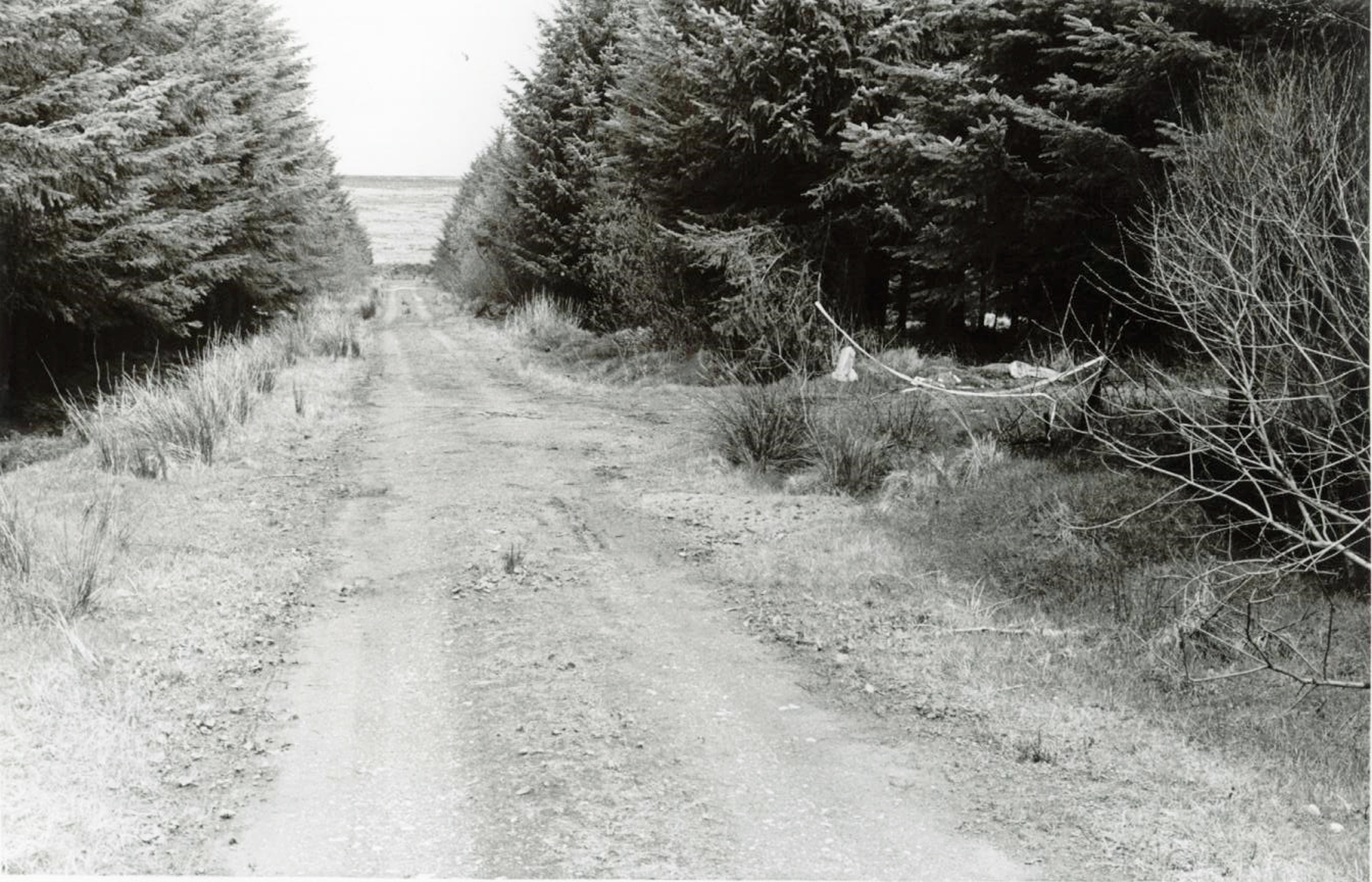 Police Service of Northern Ireland handout photo of the scene at Ballypatrick Forest in Co Antrim, where the body of 18-year-old Inga Maria Hauser was found on April 20 1988, as two men have been arrested by detectives investigating her murder.