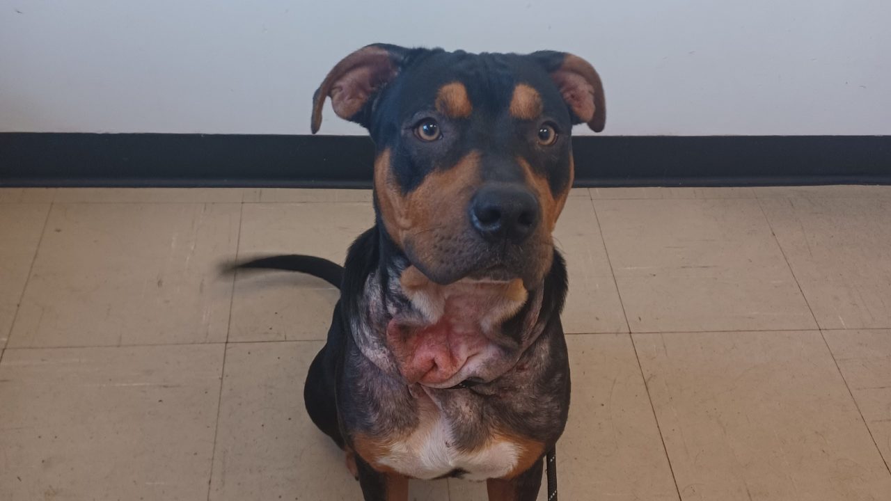 Aberdeen man jailed after leaving dog in ‘unnecessary pain and distress’