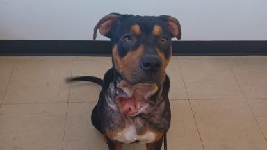 Aberdeen man jailed after leaving dog in ‘unnecessary pain and distress’