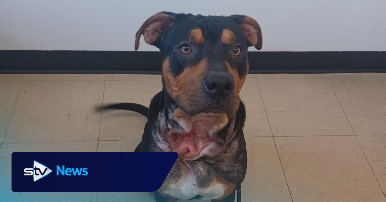Man jailed after leaving dog in 'unnecessary pain and distress'