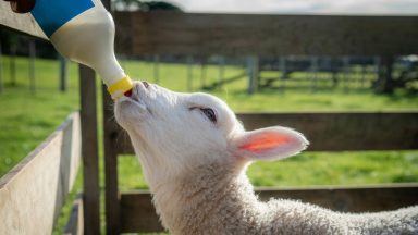 Investigation as 16 people fall ill after visiting Edinburgh petting farm