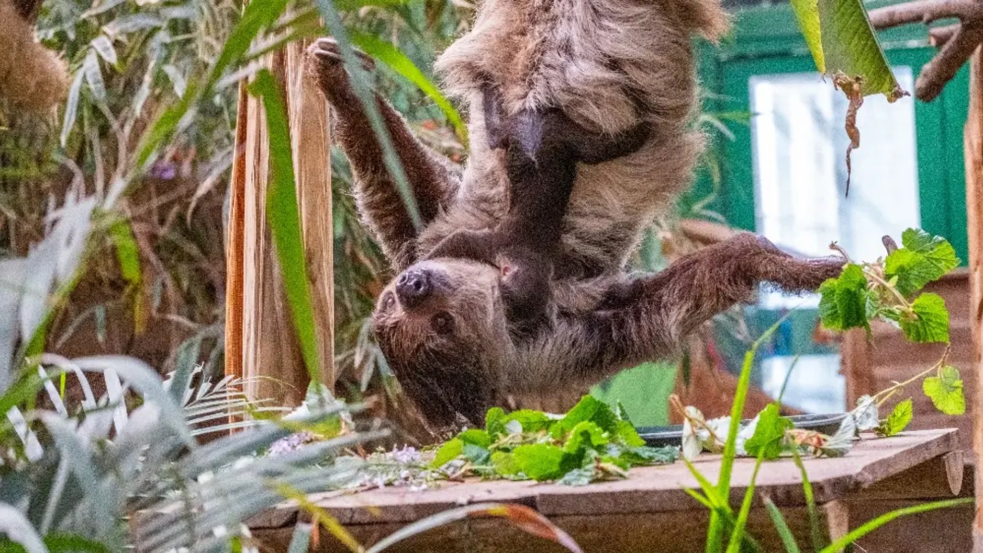 Baby sloth born in Scotland