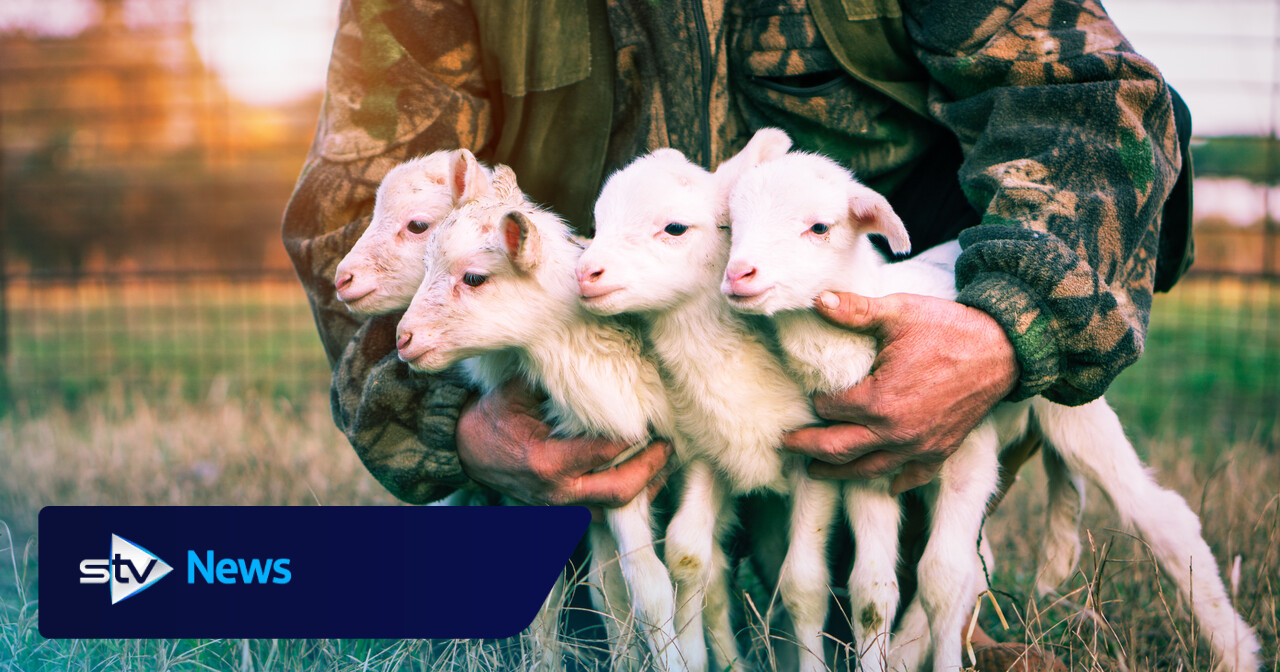 Rising wool prices offer hope for Scottish sheep farmers