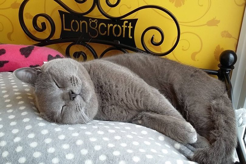 Scotland’s first cat hotel announces opening plans