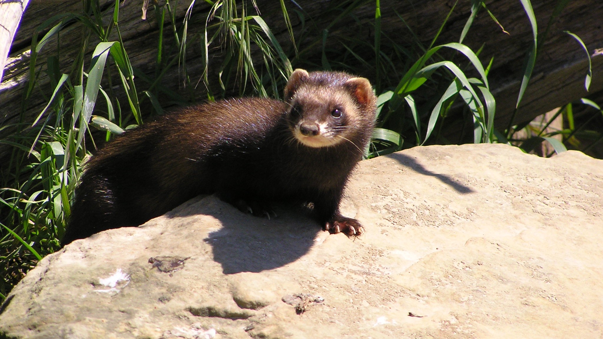 The polecat has rarely been seen in Scotland since being persecuted to extinction