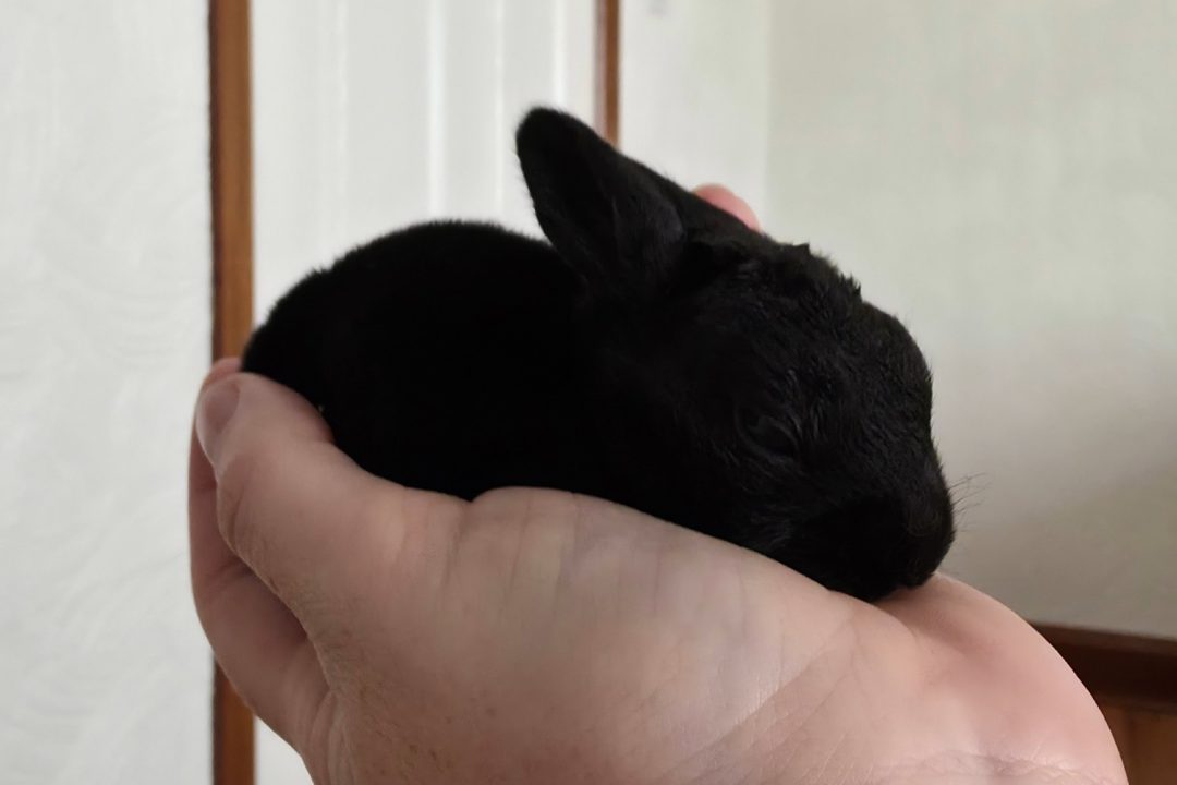 Tiny black rabbit saved by member of public after owner threatened to throw him in bin