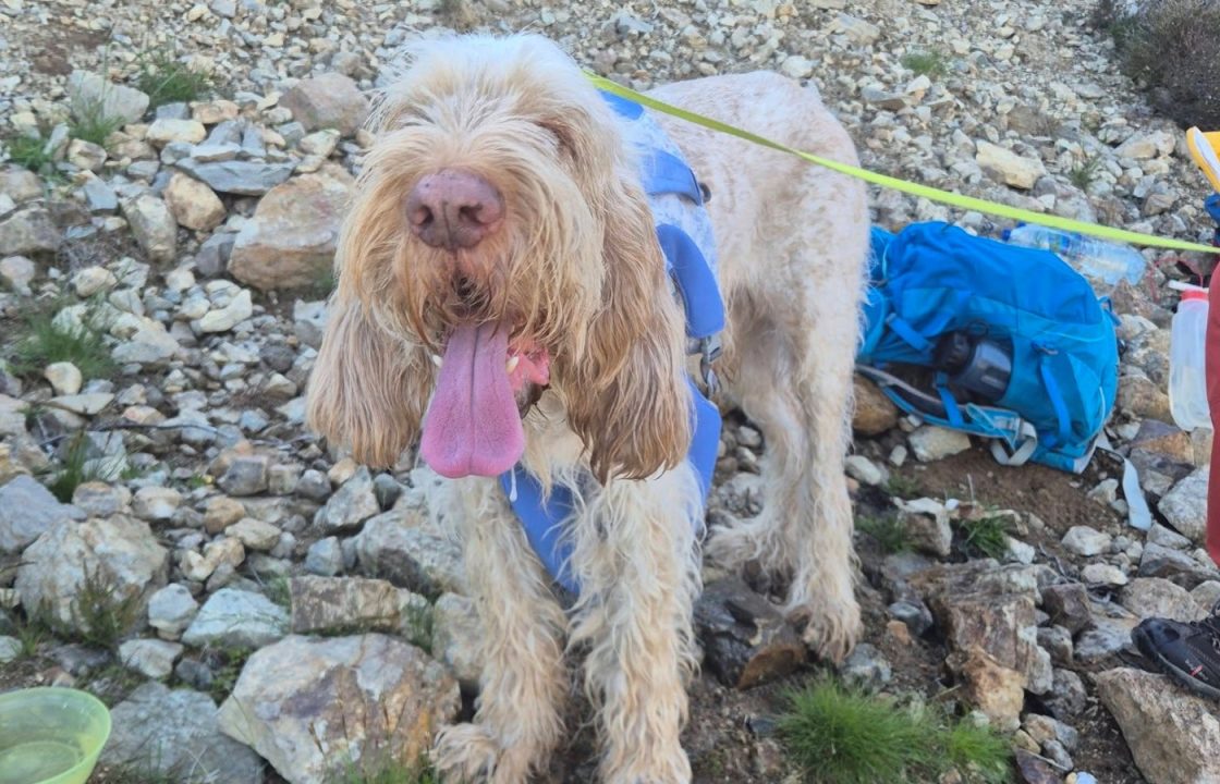 Dog suffering from heat exhaustion rescued from Mount Keen in Angus