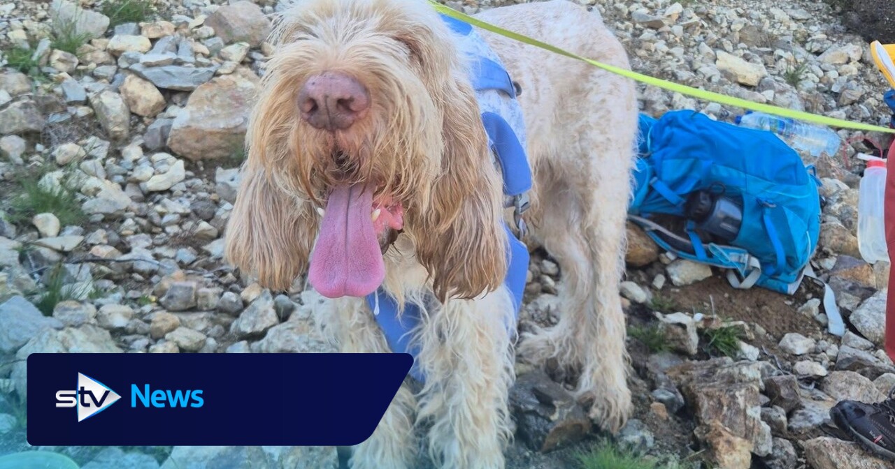 Dog suffering from heat exhaustion rescued from mountain