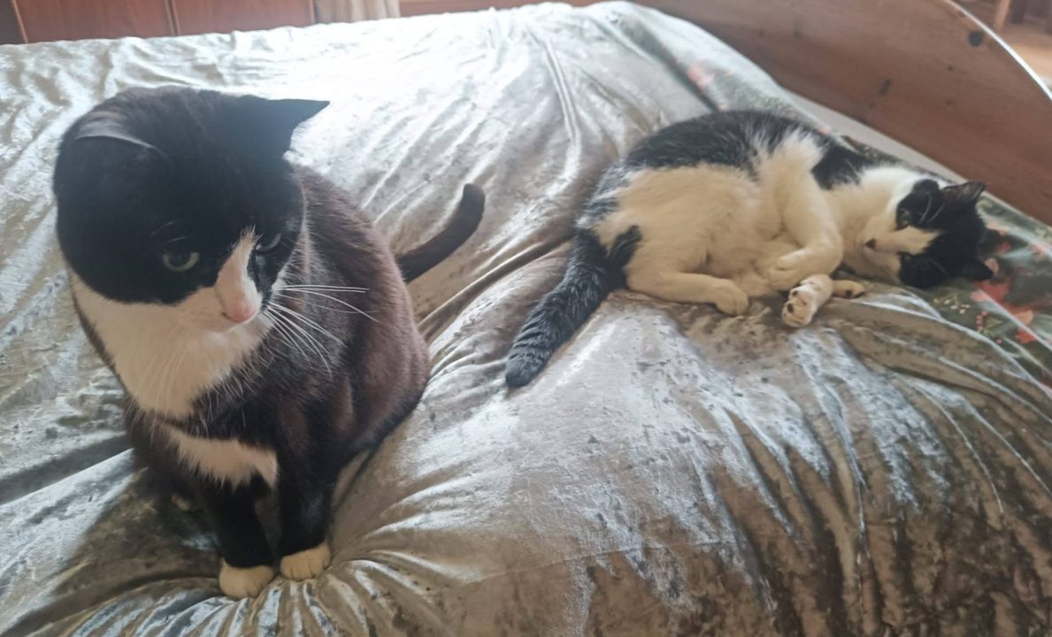 Police and Cats Protection help fulfil dying man’s wish for pets to be rehomed together