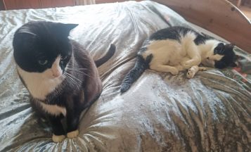Police and Cats Protection help fulfil dying man’s wish for pets to be rehomed together