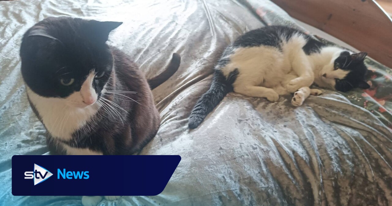 Police help fulfil dying man's wish for cats to be rehomed together