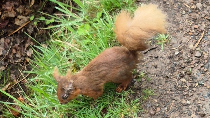Residents in Dollar urged to take action after suspected outbreak of squirrelpox