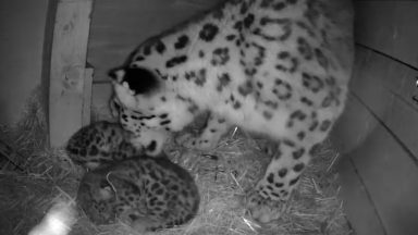 First snow leopard cubs in four years born at Highland Wildlife Park in Cairngorms
