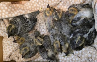Flock of baby pigeons found abandoned in Fife layby after nests moved
