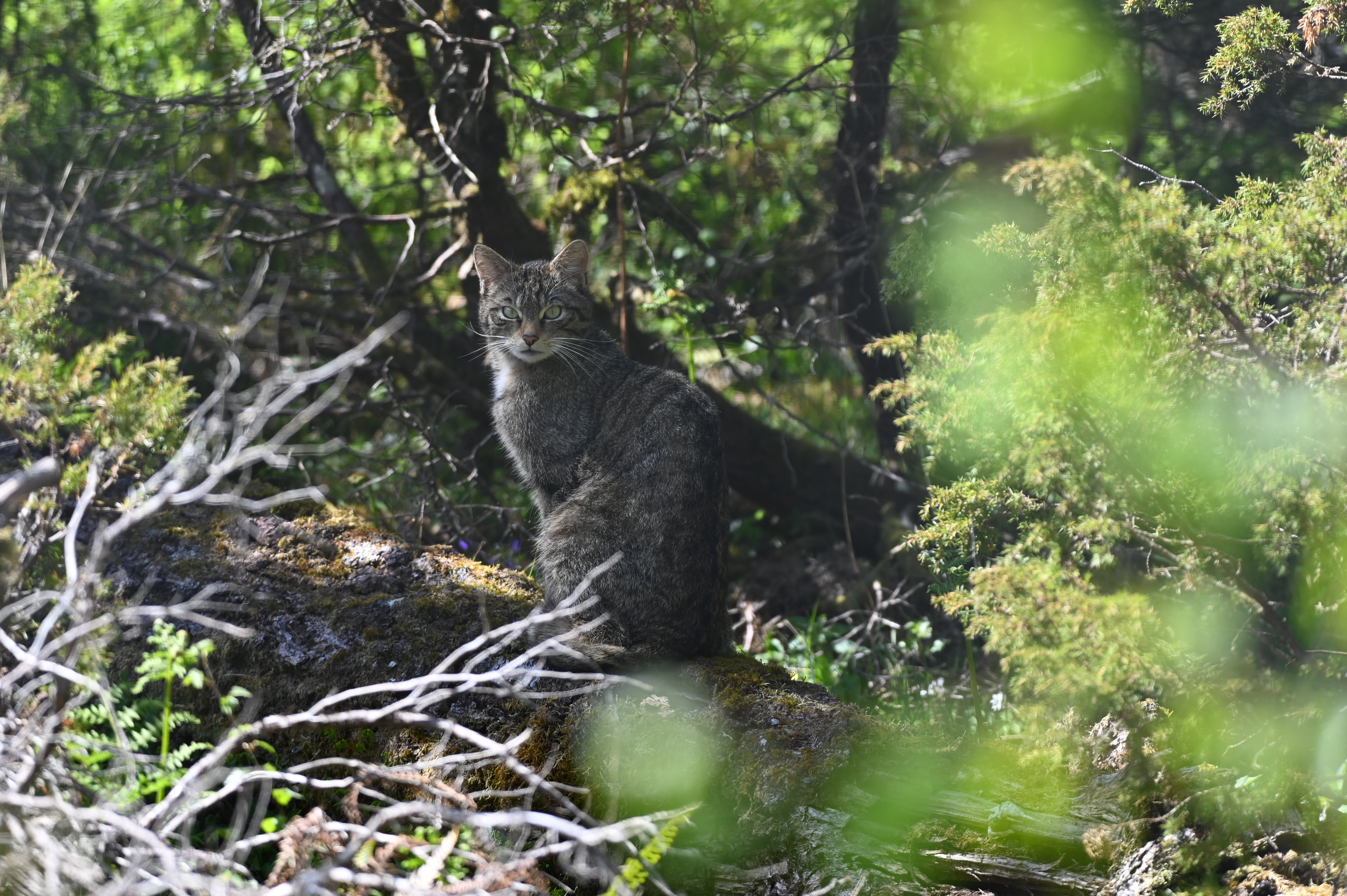 Released Scottish wildcats have given birth to wild kittens in the Cairngorms National Park for the third year in a row