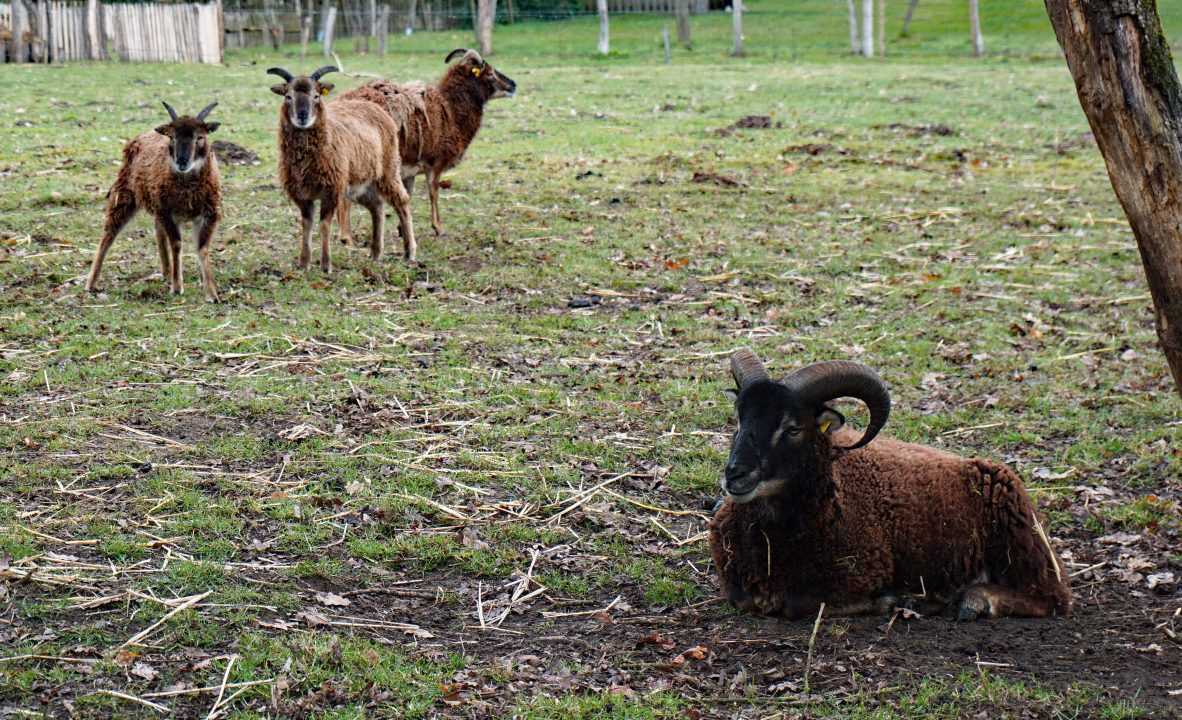 Rare sheep ‘starving to death’ on St Kilda as calls grow for