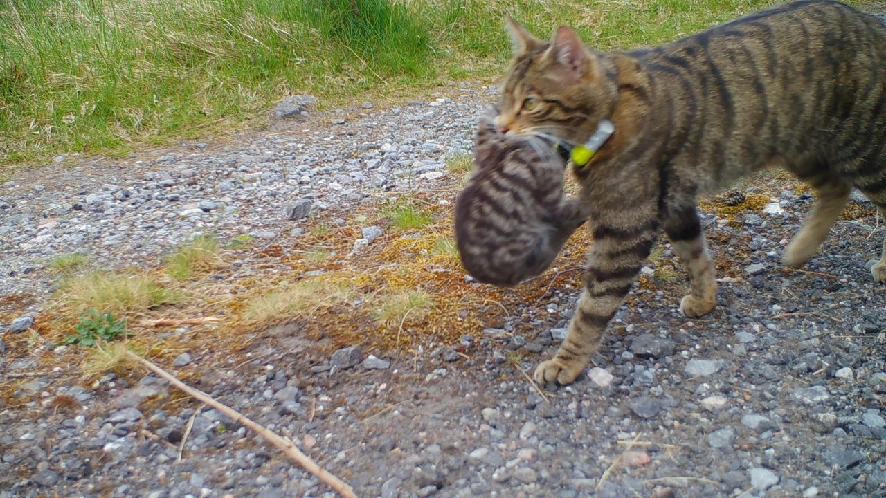 Scottish wild kittens born to released mothers for third yea