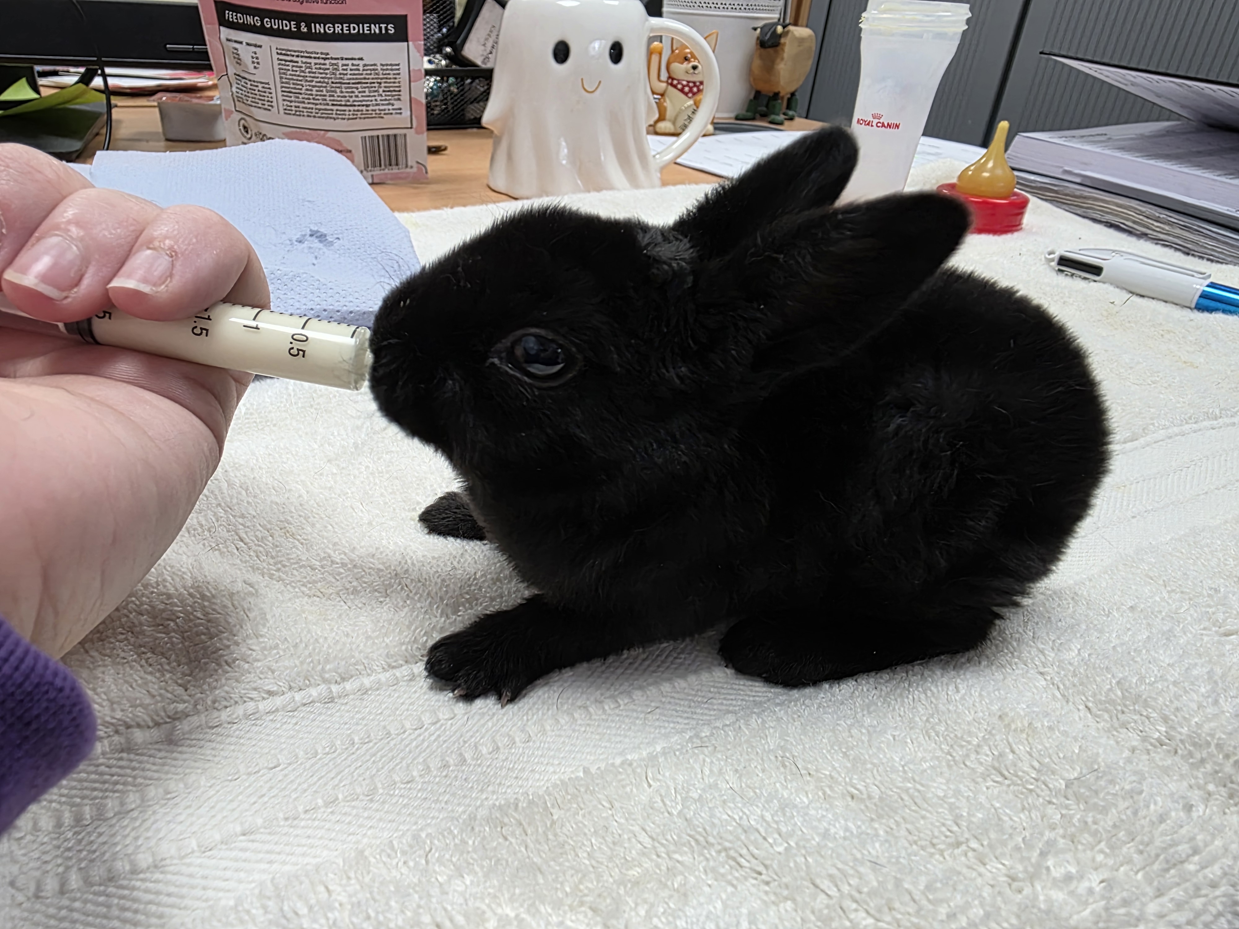 Toaty had to be hand-fed