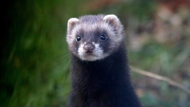 European polecats could be reintroduced to northern Scotland under new proposals