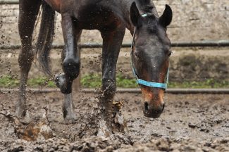 Horse rescued by firefighters after becoming trapped in mud at farm in Leslie