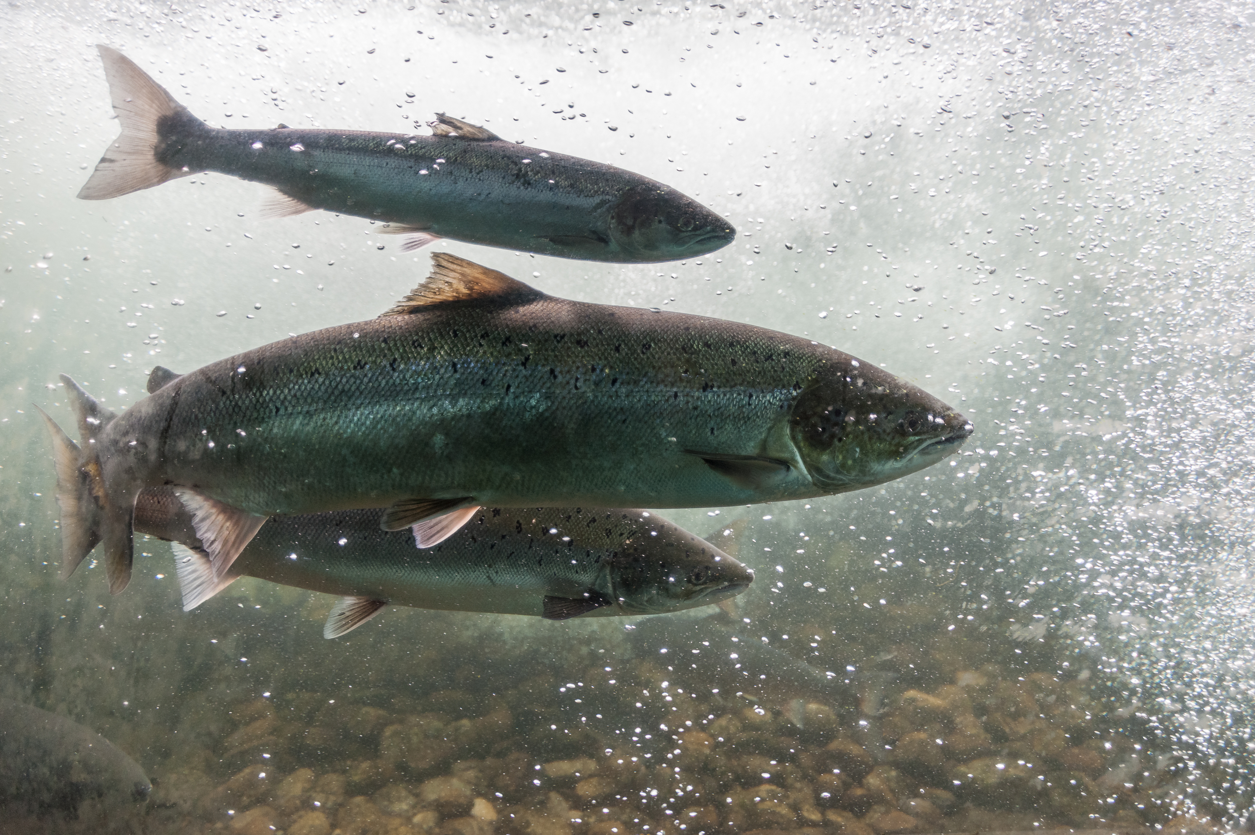 Between 1983 and 2016, numbers of wild Atlantic salmon prior to any fishing taking place fell by more than half.