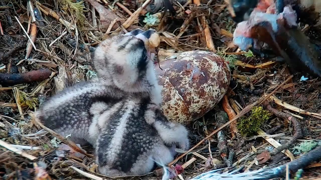 Watch as osprey chicks hatch at Scottish Wildlife Trust’s Loch of the Lowes reserve near Dunkeld