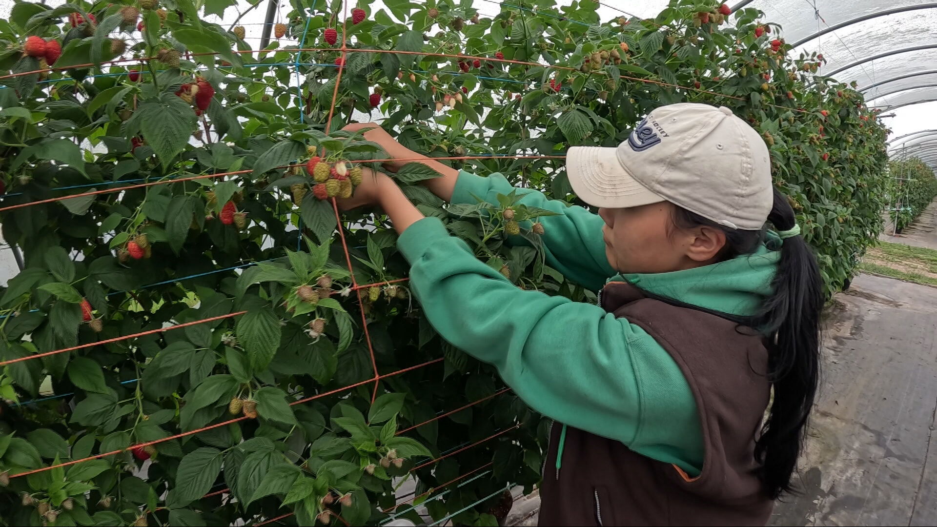 Growers are hoping for a record harvest
