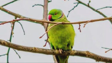 Pesky parrot in Inverness causing ‘thousands of pounds worth of damage’ to cars