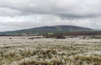Scene of Scotland’s largest-ever wildfire turns snowy white with cottongrass blossoms