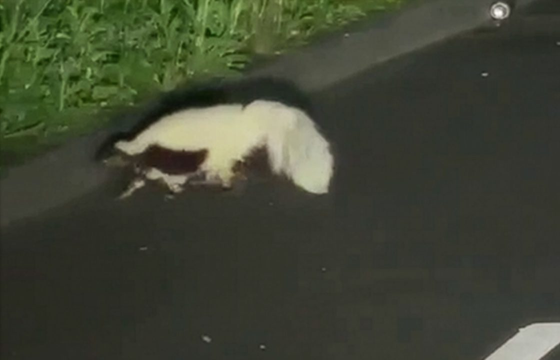 Skunk spotted roaming road late at night near Fife