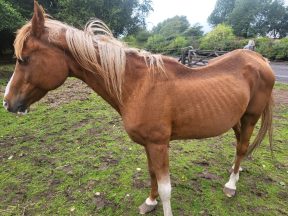 Animal charities call for national database to track banned offenders