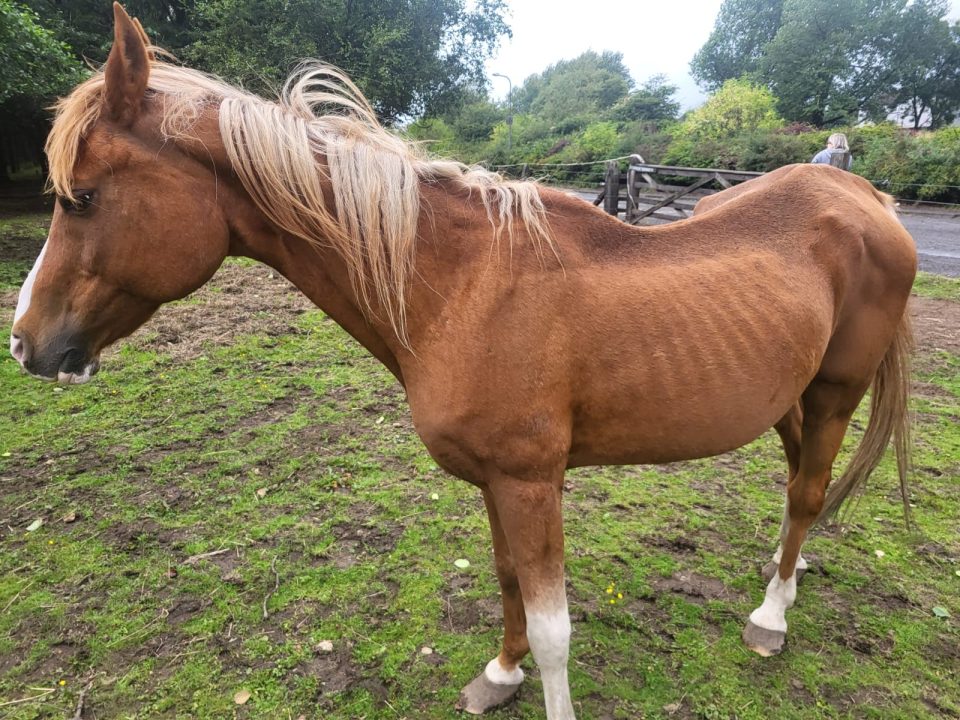 Animal charities call for national database to track banned offenders
