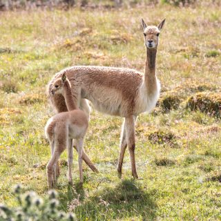 Highland Wildlife Park welcomes adorable vicuna as it continues its ‘baby boom’