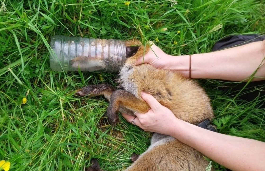 Fox cub rescued after having head trapped in plastic bottle for two days