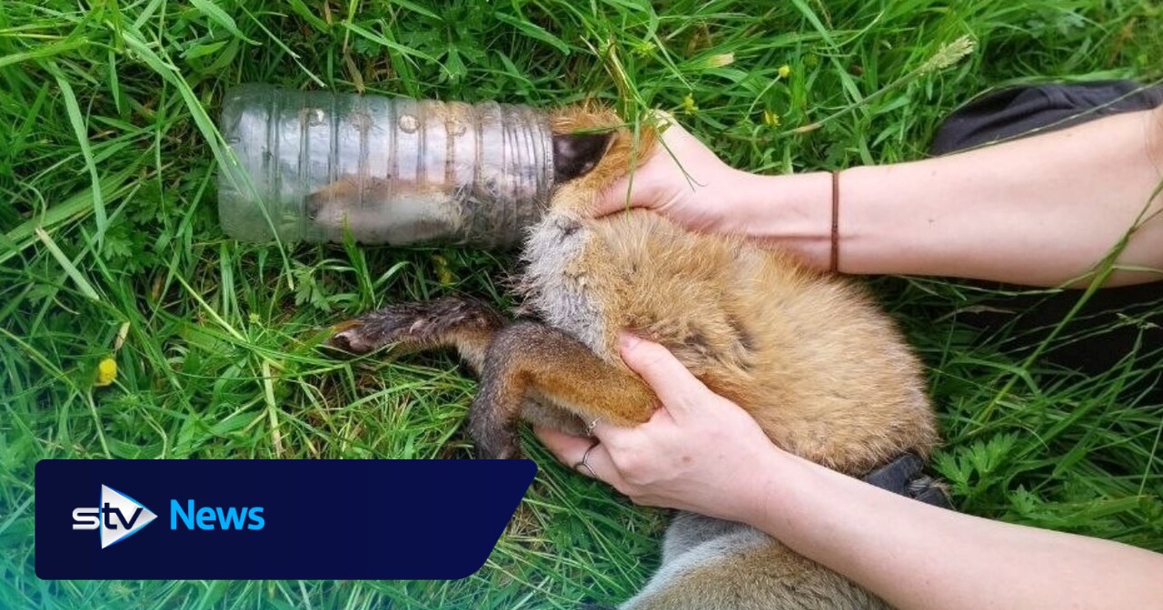 Fox cub rescued after having head trapped in plastic bottle for two days