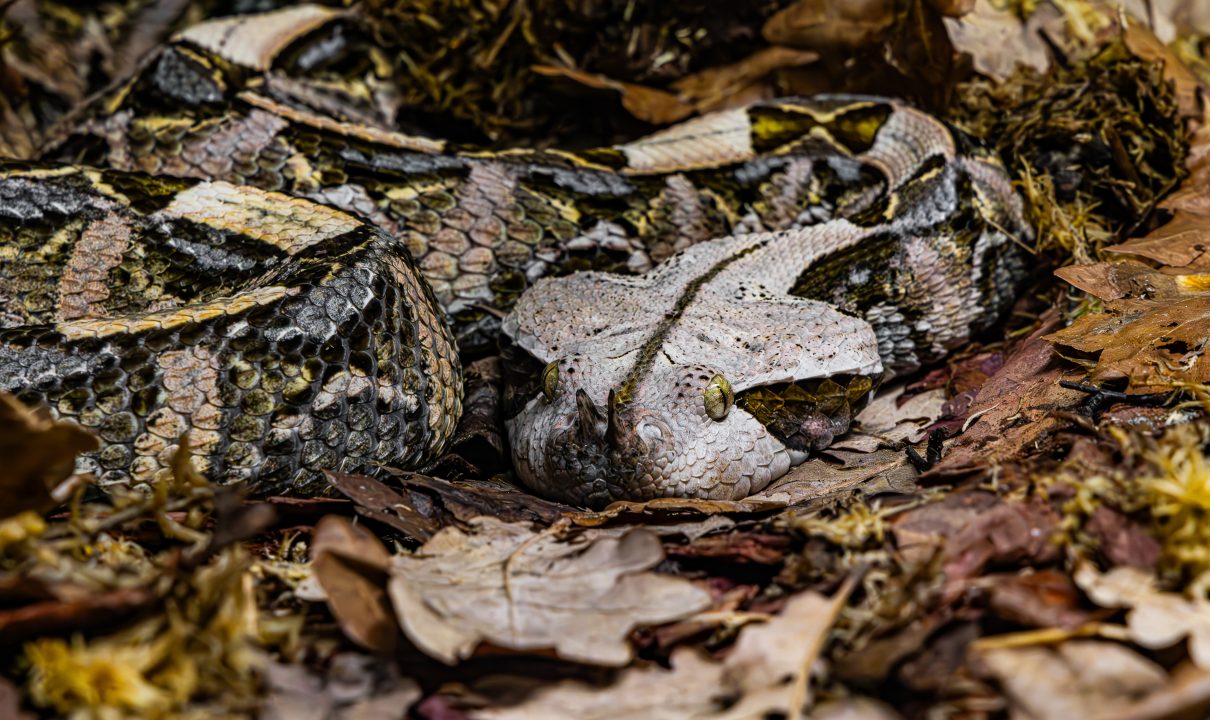 Venomous snakes, crocodiles and alligators kept as pets in Scotland, Born Free research shows