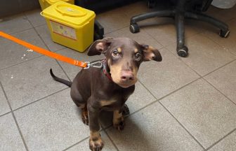 Dogs found living in faeces-covered flat without access to food or water