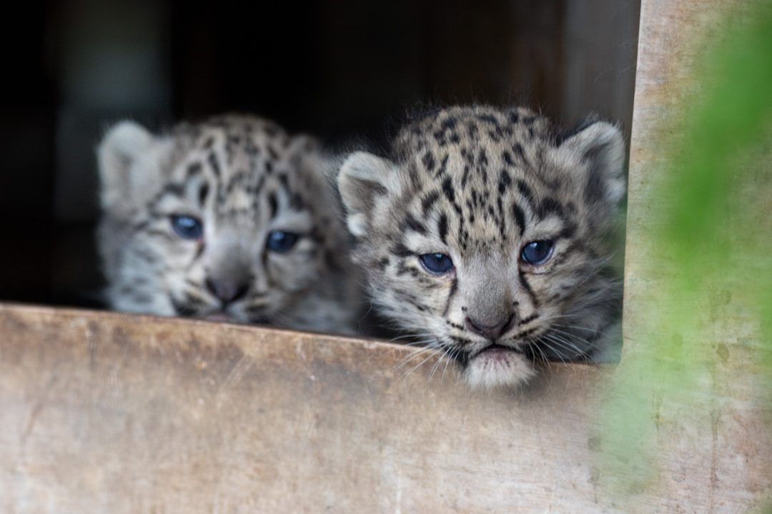 Vote for the names of twin snow leopard cubs in the Highlands