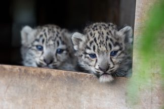 Vote for the names of twin snow leopard cubs in the Highlands