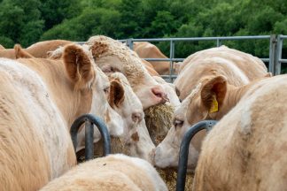 Aberdeenshire farmer died after being struck on head by cattle feeder in ‘lapse of judgement’