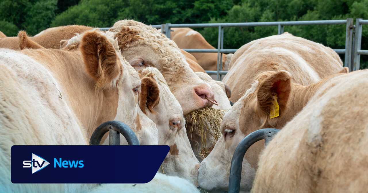Farmer died after being struck on head by cattle feeder in 'lapse of judgement'