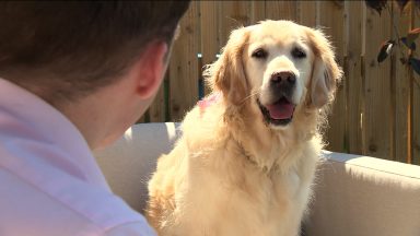 Mooing dog: Scottish pooch goes viral for confusing cow sound