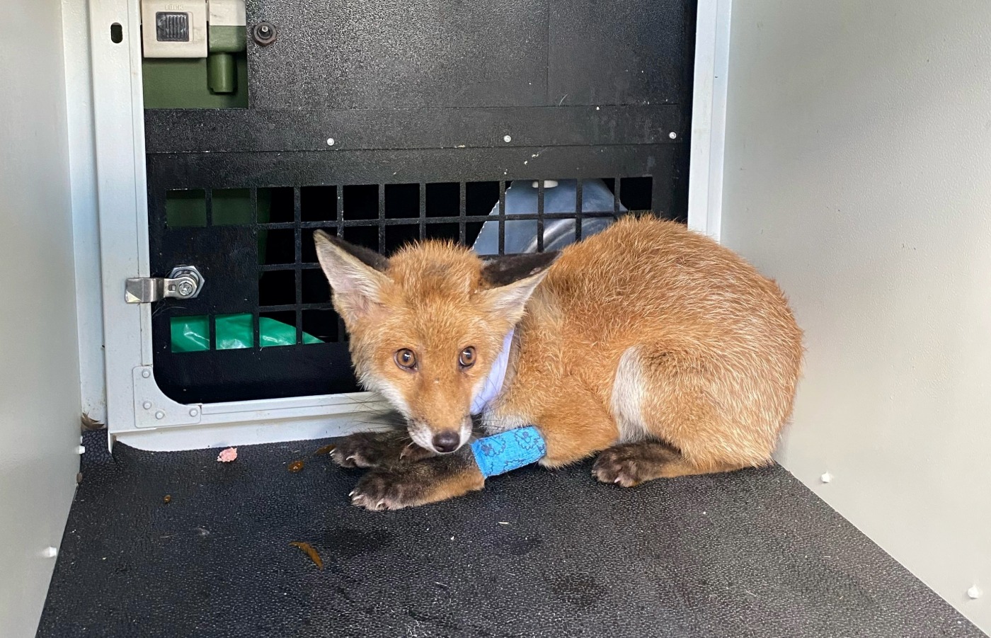 The fox is recovering from the incident