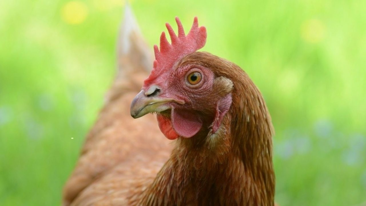 Would you adopt a hen? 250 need new home or face slaughter