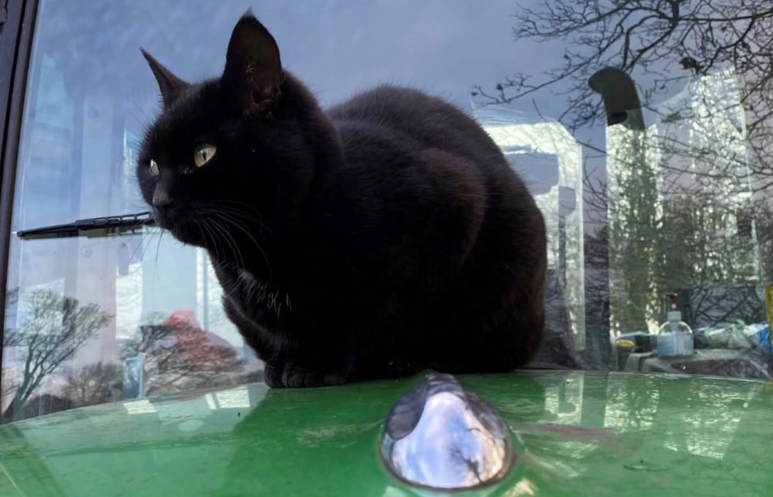 Black cat who delighted visitors at East Kilbride museum for 17 years dies as tributes paid